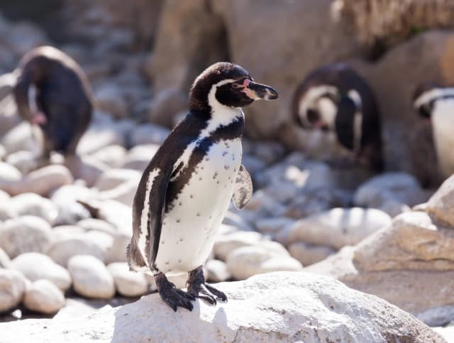 Penguin standing at a nesting site